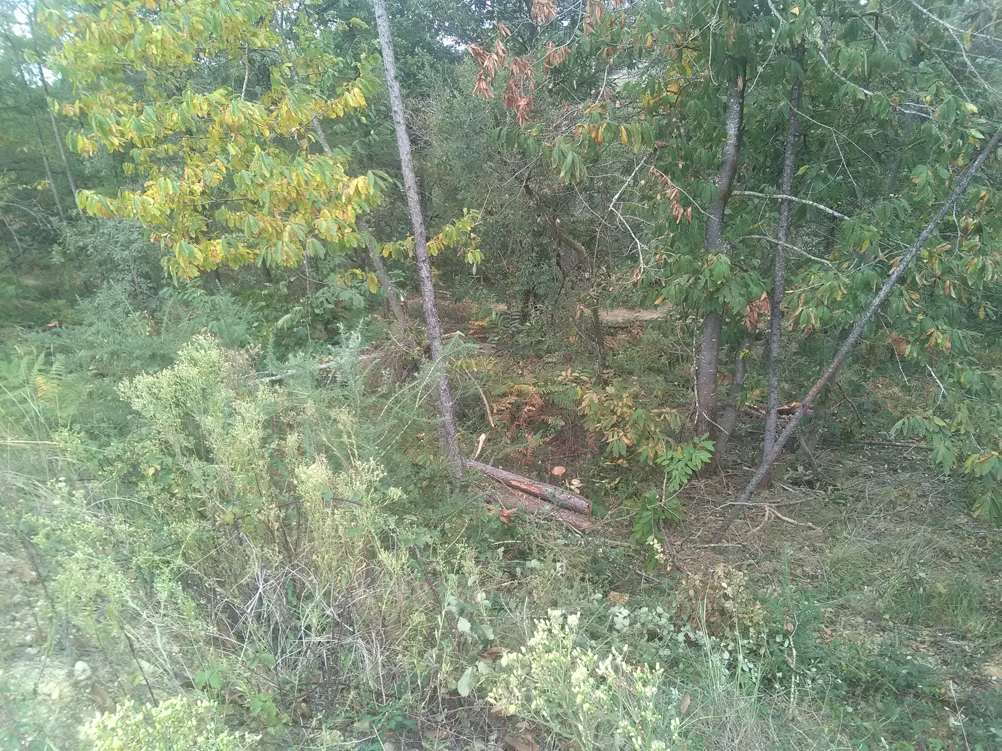IMG_20200918_131154.jpg