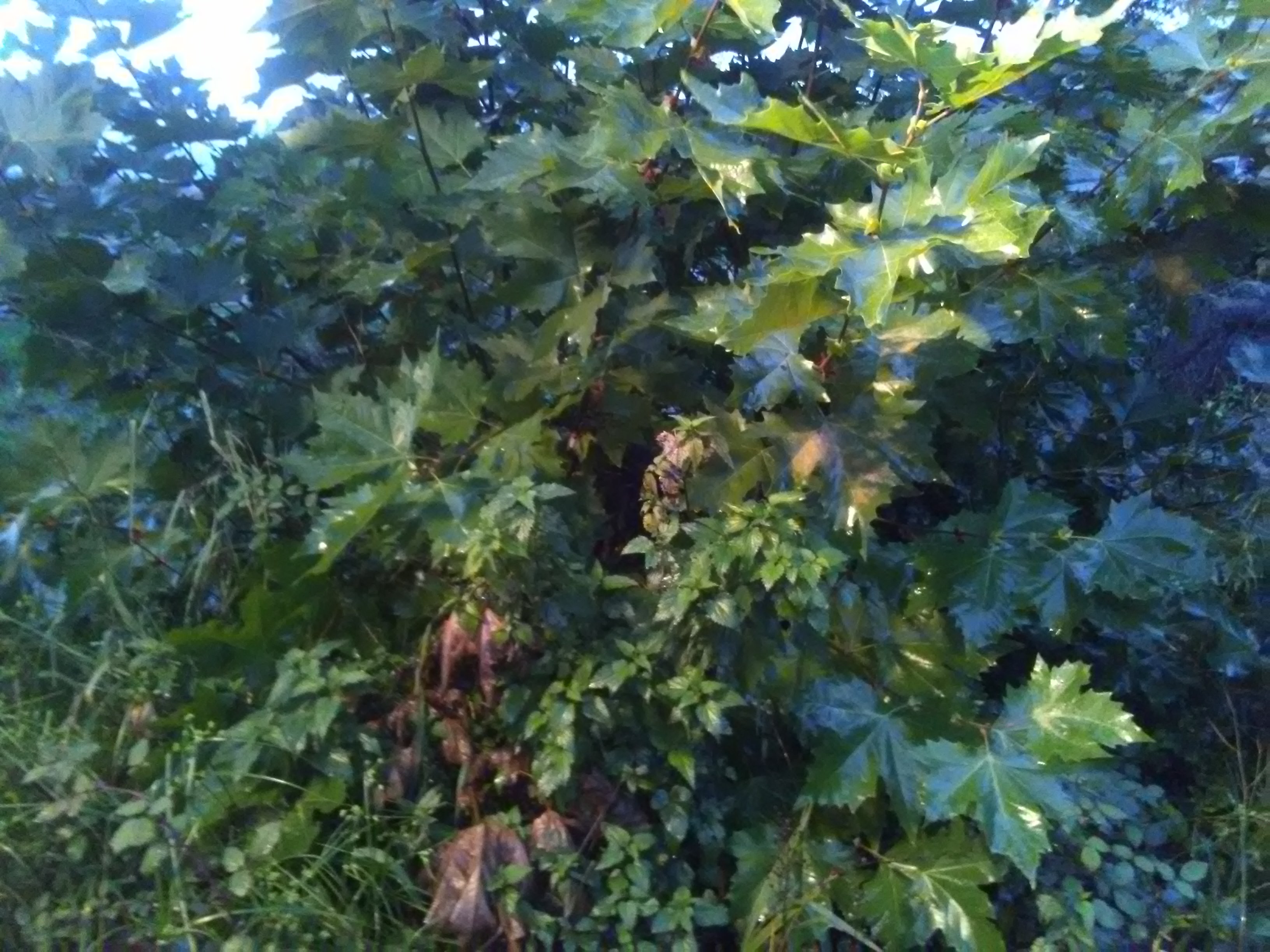 IMG_20201026_072356.jpg