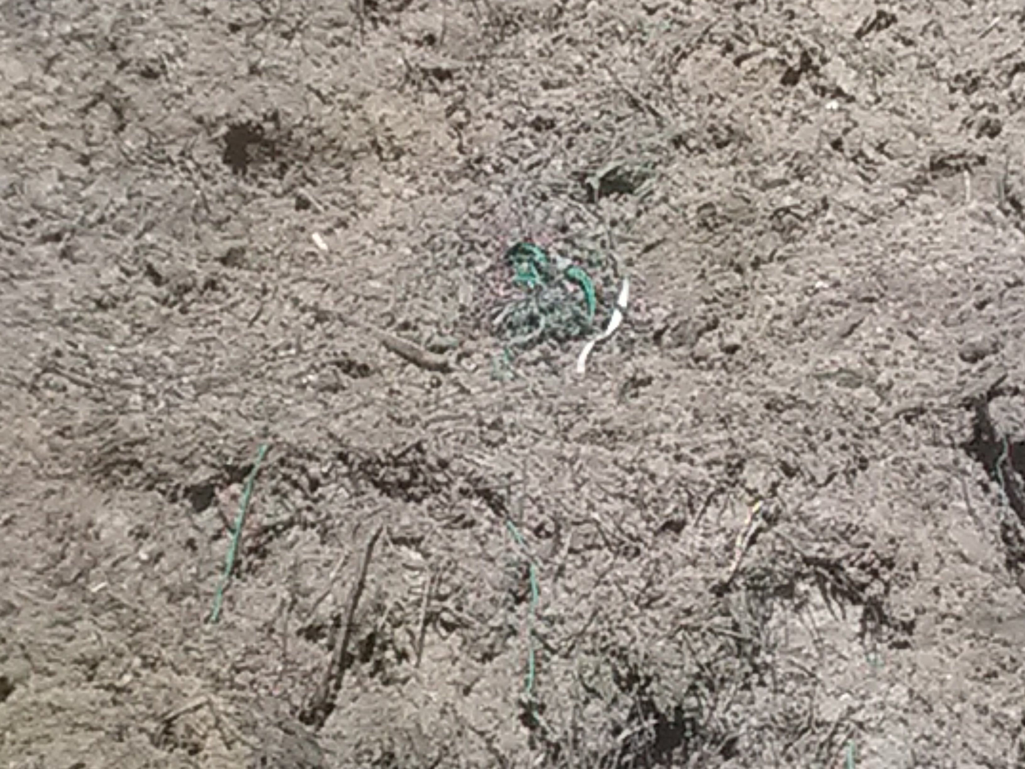 IMG_20240601_111209.jpg
